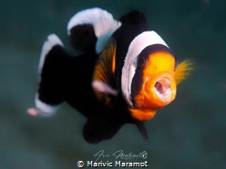 Clownfish by Marivic Maramot 